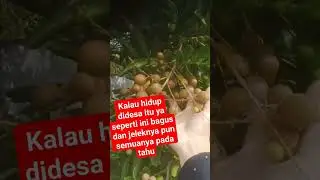 hidup didesa seger juga kog....#desa #shortdesa