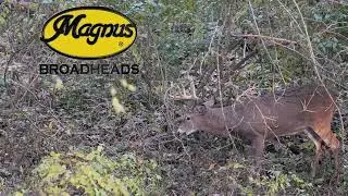 Magnus Scheels 2025 - Horizontal Format - 15 Seconds