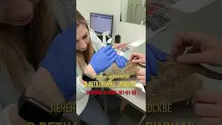 Сурикат Жужик 👉 2 5 года, пришёл в ветклинику