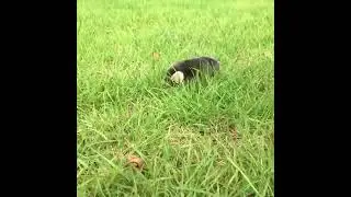 Moles are not well adapted at walking above ground