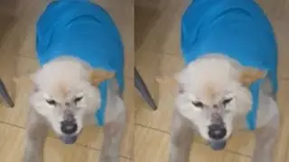 CHOW CHOW NANGANAK NA THREE HEALTHY PUPPIES 🐶