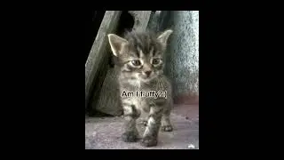 Pls love our animals❤️❤️