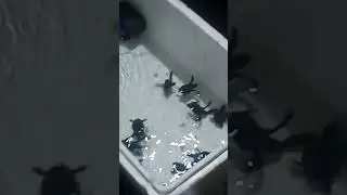 Liburan sambil melihat penangkaran penyu di pantai gumuk kantong Muncar. #pantaigumukkantong #muncar