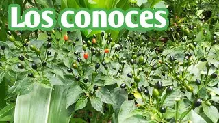 Cortando Chile chiltepe o ají del monte ||propiedad curativa