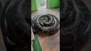 @corbinmaxey  showing me his rescue snakes in one of his reptile houses