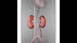 Kidney Animation