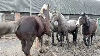 Жеребец зовёт кобыл погулять