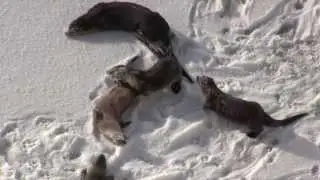 Playful Otters