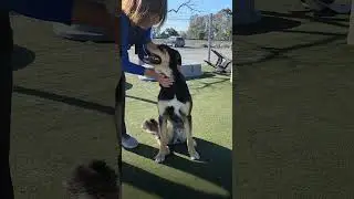 Max is gentle, sweet and good on leash!