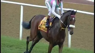 SuperSport Coverage - 2018 Festival of Racing - Greyville Racecourse - 28 July 2018