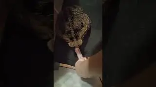 жабий завтрак.жаба ага
