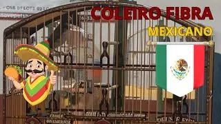 Coleiro Fibra Rápido (Papa-Capim) Mexicano 