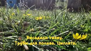 А музыку и не слышно. Провела трубы для полива. Высадили тыкву. Цыплята.