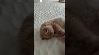 #ютуб #врек #котики #кот #топ #cat #персы