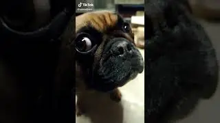 нечто 😂 французский бульдог ,Таичка