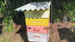 Apiário Cheio de Mel - Acrescentando Melgueiras