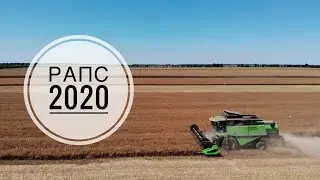 УБОРКА РАПСА 2020 |  ВСЁ ЖЕ ЛУЧШЕ ЧЕМ НИЧЕГО