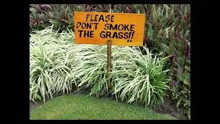 smoking grass