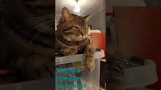 кот Мурзик