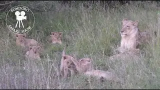 First sighting of lion cubs at Pondoro