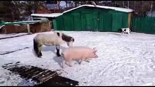 Наши звери на прогулке. Свинка, пони и бычок