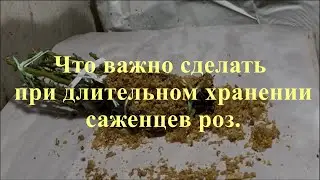 Что важно сделать при длительном хранении саженцев роз. Питомник растений Е. Иващенко