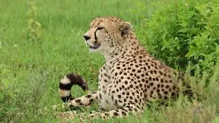 An Afternoon with Cheetah Brooke in Ndutu, Serengeti
