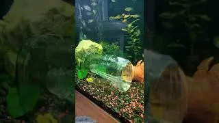 Отлов мальков и мелких рыб в Аквариуме