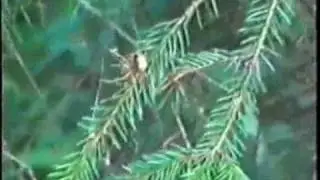 Окрестности Колпино. Ягода-малина.