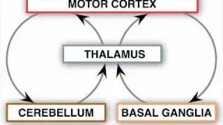 Anatomy Motor Exam : Control Circuits