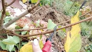 Решила нужно делать сейчас! Осенняя обрезка гортензии.