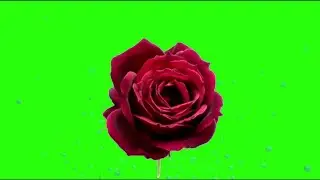 Red Rose Blooming Green Screen Video