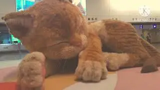 Giant cat pretty sleeping 