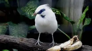 Suara Asli Burung Jalak Bali