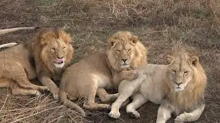 На ЭТО можно смотреть ВЕЧНО!😍КРАСИВЫЕ ЛЬВЫ!🦁🦁🦁Львиный РЕЛАКС и ЗАБОТА!☺️🐾❤️