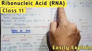 Ribonucleic Acid | RNA | Types