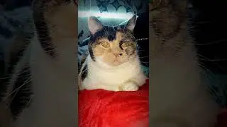 Анекдот 😂 