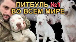 САМЫЙ ЛУЧШИЙ ПИТБУЛЬ ВО ВСЕМ МИРЕ! Джамбо Dragon Life (Агоп Питбули Dragon Life)