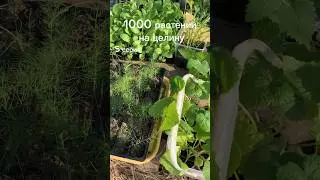 1000 растений на новый участок