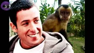 Monkey Madness