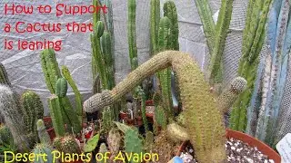 How to Support a Leaning Cactus 