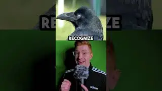 Crows Are Secretly Genius