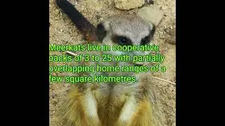 Amazing animals#shorts