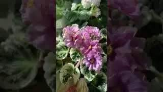 Фиалки цветут на подоконнике