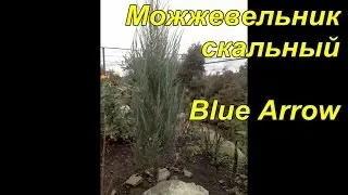 Juniper rocky blue Arrow. Description.