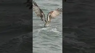 Crazy Osprey almost drowns trying to lift big fish from the ocean. 