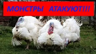 Инопланетное нашествие. Гигантские индюки атакуют.