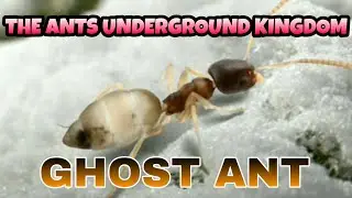 The Ants Underground Kingdom - Ghost Ant special ants
