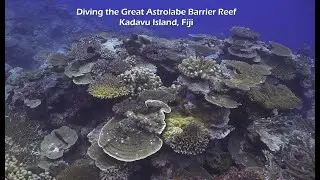 Diving the Great Astrolabe Reef, Kadavu Island, Fiji - August 2022