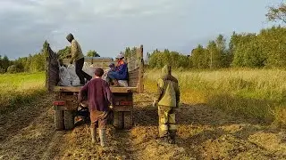 Сбор картофеля 2020, стройка и заготовки. Жизнь в деревне